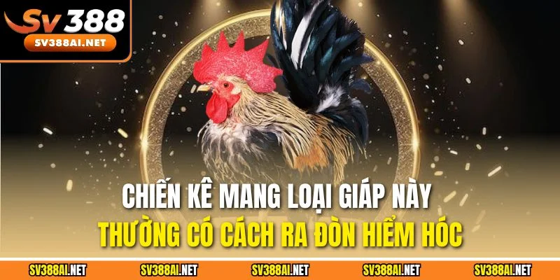 Chiến kê mang loại giáp này thường có cách ra đòn hiểm hóc Chiến kê mang loại giáp này thường có cách ra đòn hiểm hóc
